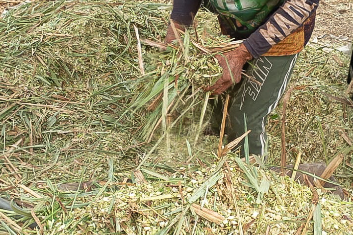 Agricultores familiares aprendem técnicas de produção de silagem para garantir alimentação do rebanho durante a seca